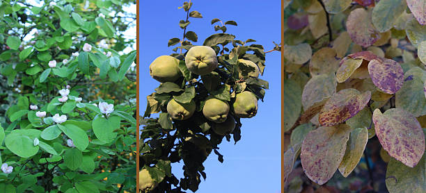 istock Japanese Quince Polyptych Three Seasons Spring Summer Autumn 2246660823
