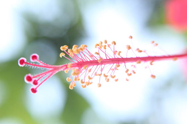 Close-up of polen