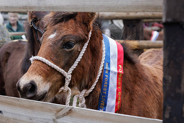 A young New Forest pony wearing prize ribbons stands in the enclosure at the Beaulieu Road pony sales. The pony waits calmly in the holding pen, ready for auction at this traditional New Forest event.