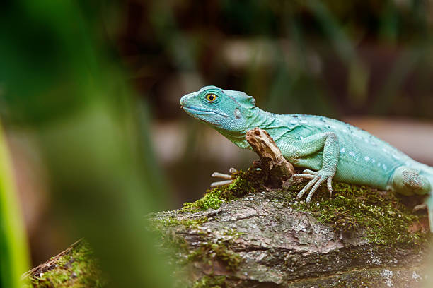 istock Close-up of a bright green basilisk lizard resting on a mossy log with blurred tropical foliage in the foreground 2246664651