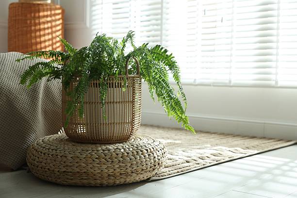 istock Wicker basket with beautiful fern on floor indoors. Space for text 2246665348