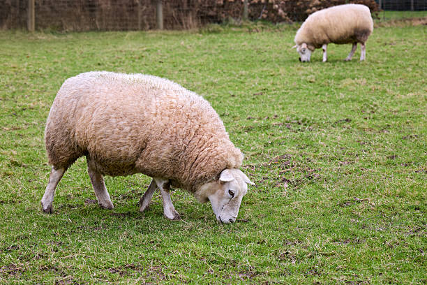 istock Two fluffy sheep peacefully graze on fresh green grass in a vibrant pasture, embodying a serene rural scene. 2246667969