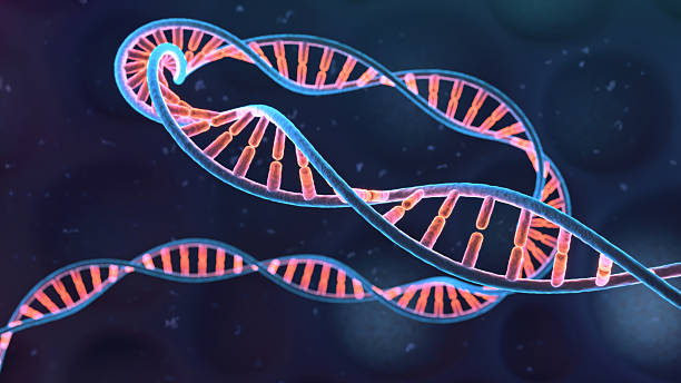 istock Single long DNA helix on a dark cellular background 2246668259