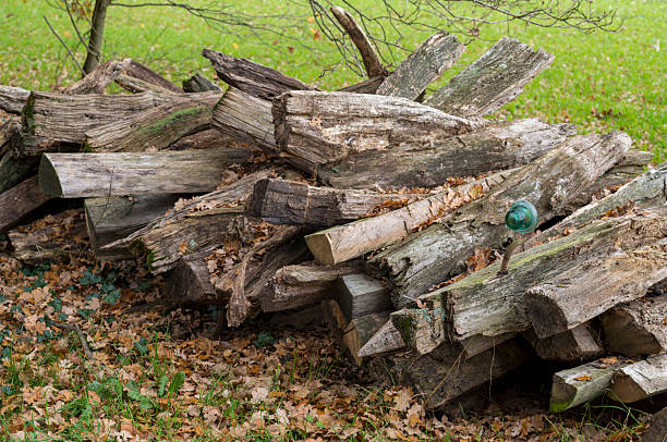 Decaying woodpile with old logs and a green glass insulator on the forest floor