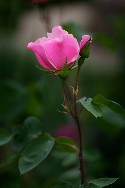 istock Side view of a bright pink rosehip rose bud 2246671684