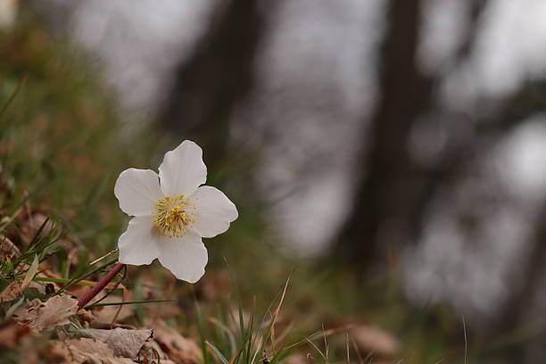 istock helleborus niger flower 2246672527