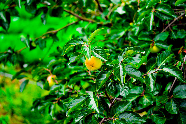 Persimmon tree with Ripe orange persimmons fruit in autumn garden in Korea. High quality photo