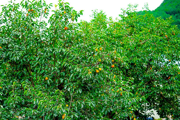 persimmon tree