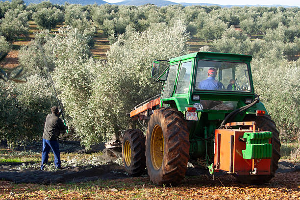 Olive harvesting in an olive grove, demonstrating a technique that uses specialized machinery.A tractor is equipped with a vibrating machine, which helps to detach the olives from the trees.A person on the ground uses a shaker or beater to assist in the harvest. A net or tarpaulin has been spread on the ground to collect the fallen olives. This method is common in modern agriculture for efficiently harvesting large quantities of olives.