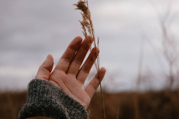 istock Hand gently touching a delicate reed against a soft, blurred background. A person's hand reaches out to touch a dry grasses, capturing a moment of connection with fall nature and the outdoors leisure. 2246675512