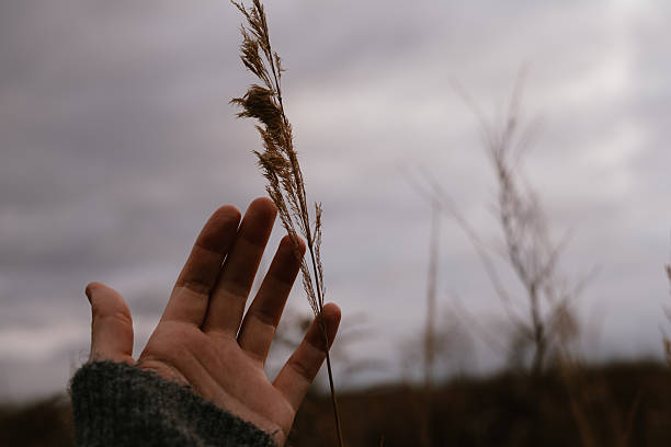 Hand gently touching a delicate reed against a soft, blurred background. A person's hand reaches out to touch a dry grasses, capturing a moment of connection with fall nature and the outdoors leisure.