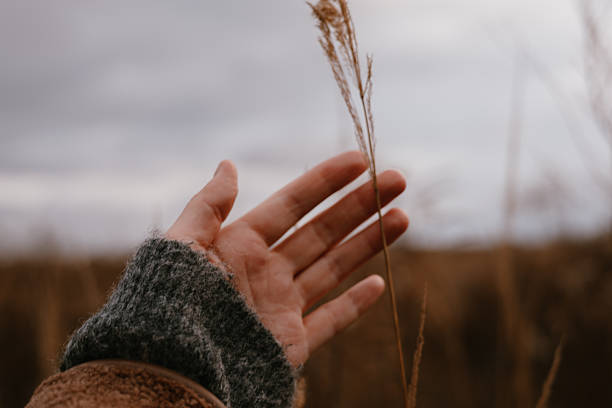 istock Hand gently touching a delicate reed against a soft, blurred background. A person's hand reaches out to touch a dry grasses, capturing a moment of connection with fall nature and the outdoors leisure. 2246675515