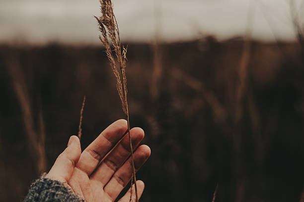 istock Hand gently touching a delicate reed against a soft, blurred background. A person's hand reaches out to touch a dry grasses, capturing a moment of connection with fall nature and the outdoors leisure. 2246675561