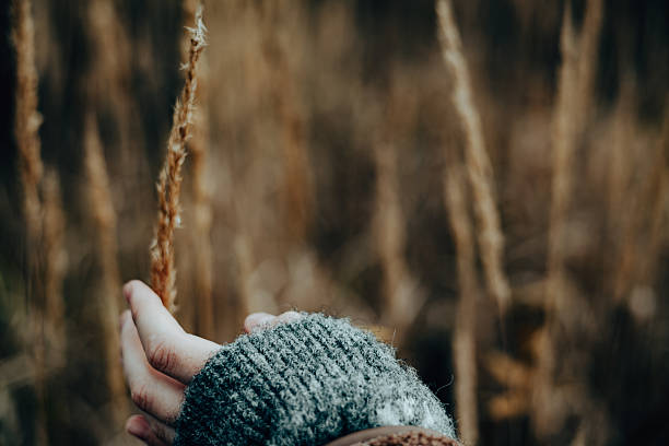istock Hand gently touching a delicate reed against a soft, blurred background. A person's hand reaches out to touch a dry grasses, capturing a moment of connection with fall nature and the outdoors leisure. 2246676064