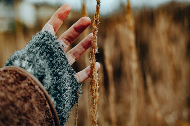istock Hand gently touching a delicate reed against a soft, blurred background. A person's hand reaches out to touch a dry grasses, capturing a moment of connection with fall nature and the outdoors leisure. 2246676120