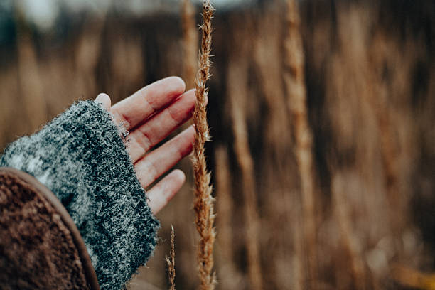 istock Hand gently touching a delicate reed against a soft, blurred background. A person's hand reaches out to touch a dry grasses, capturing a moment of connection with fall nature and the outdoors leisure. 2246676157