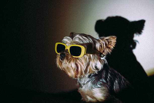 cool couple of yorkshire terrier dogs wearing bow, flower and sunglasses, posing with tongue outside and standing on black background