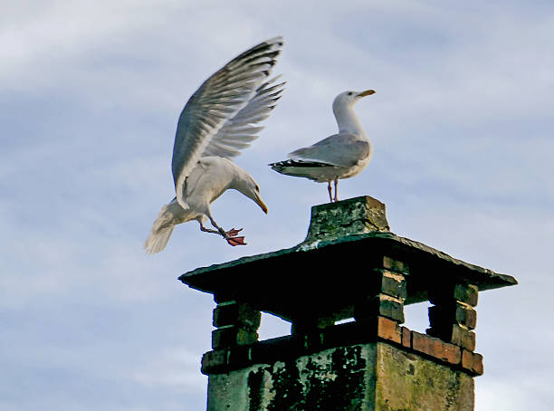 Seagull sitting on chimney top getting company from another seagull just landing