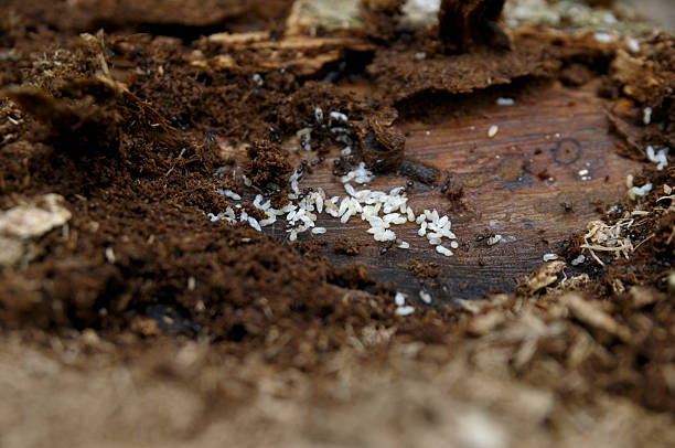 Black ants gathered around a broken egg.