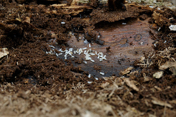 The stinky house ant (Tapinoma sessile) is caring for its larvae in a nest in rotting wood.