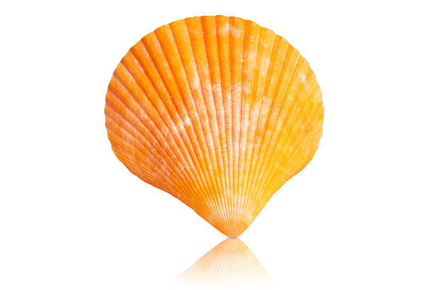 Conch shell - Melo melo