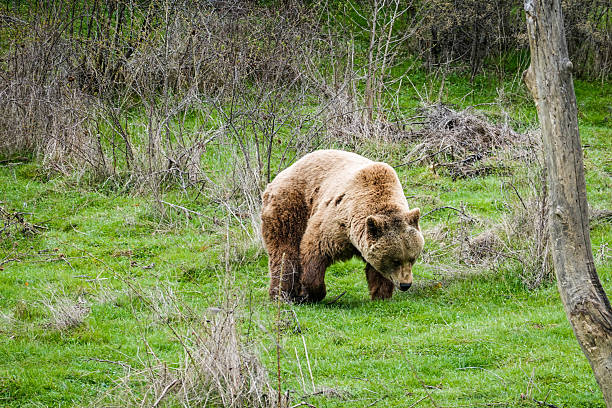 A brown bear walking in a meadow