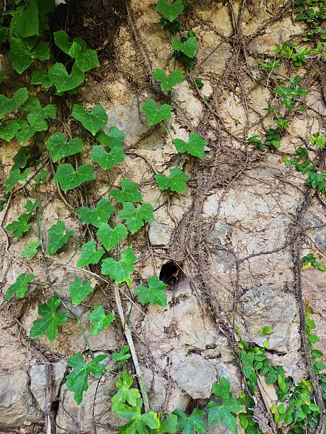 Old Wall Covered with Creeping Vines and Natural Hole