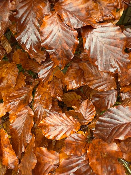 Bronze autumn leaf colour on a wet day, close up