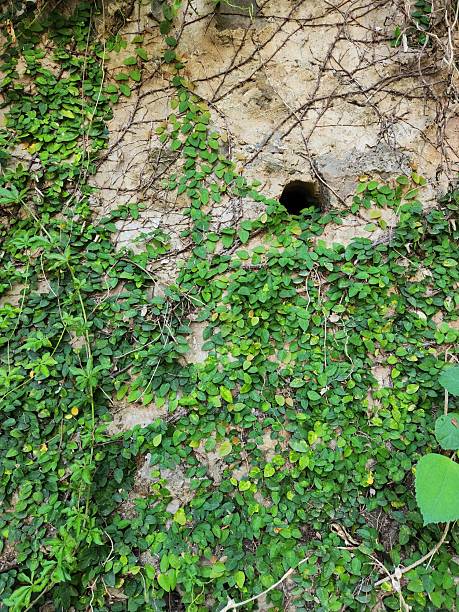 Old Wall Covered with Creeping Vines and Natural Hole