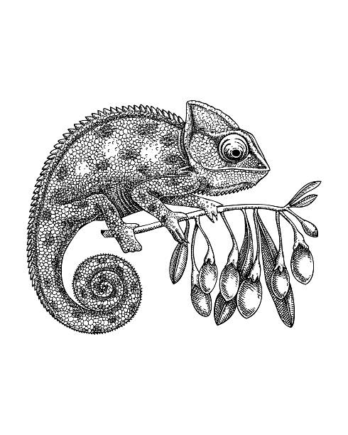 Tropical vector illustration. Hand drawn chameleon sketch. Goji berries drawing. NOT AI generated