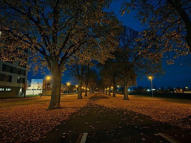 Avenue lined with trees with fallen leaves, path illuminated by streetlights in the evening, autumn evening on Fichtenhainer Allee in 47807 Krefeld, Germany
