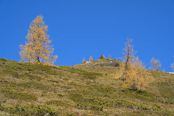 istock Golden larch trees shining on alpine hillside under blue sky. 2246685631