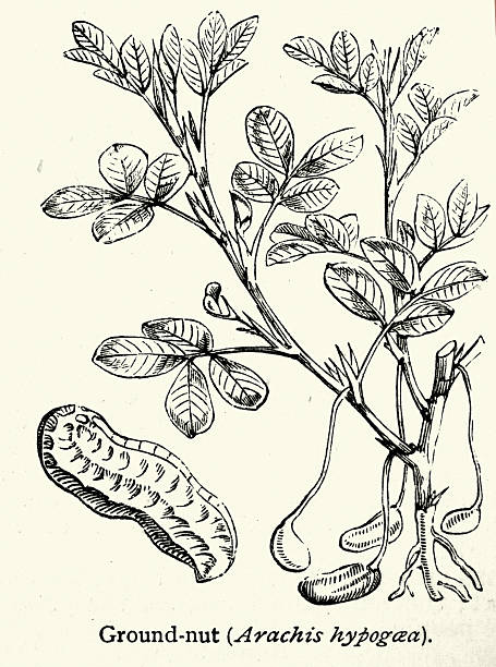 History, Botany, Arachis hypogaea, Ground nut or peanut plant, Vintage illustration, 19th Century, Victorian