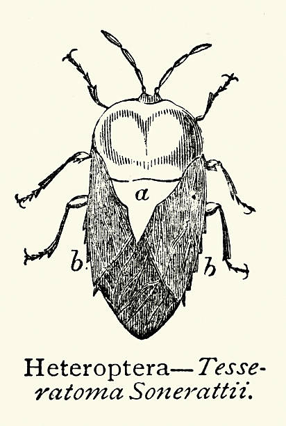 Insects, Heteroptera, Tessaratoma sonnerati, giant shield bug, Beetle, Vintage illustration, 19th Century, Victorian