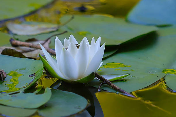istock Green frog on water lily leaf and white flower. 2246688978