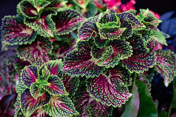 istock Vibrant Coleus Leaves with Variegated Patterns. 2246689298