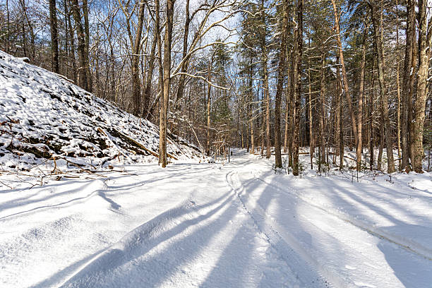 Snowy forest floor with cross country ski tracks, moose prints and tree shadows at the Penobscot River Trail system in the Maine Highlands.