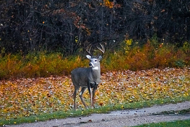 istock Buck in Autumn Leaves 2246692686