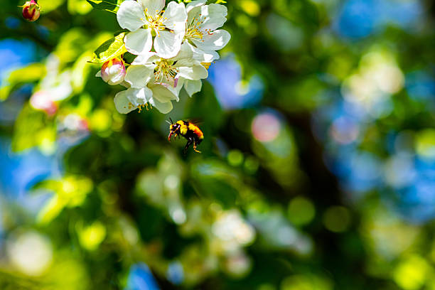 A bumblebee in mid-flight going after an apples blossom