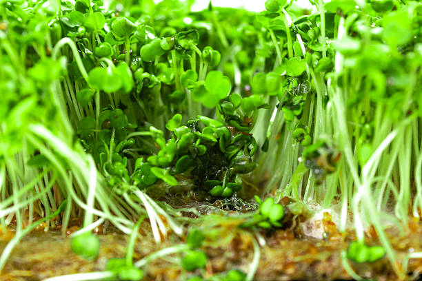 istock Problems of growing useful shoots arising from improper plant care. White background. 2246692998