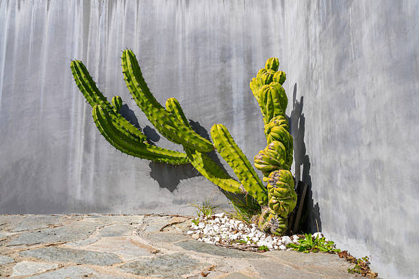 Beautiful green cactus against a gray wall in bright sunlight