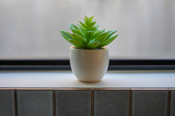 Cute green succulent in small white pot sitting in isolation on a window sill