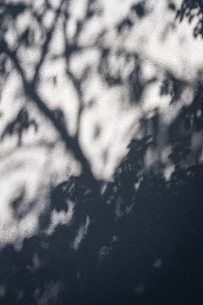 istock The shadow of many tree leaves on white wall. 2246697828