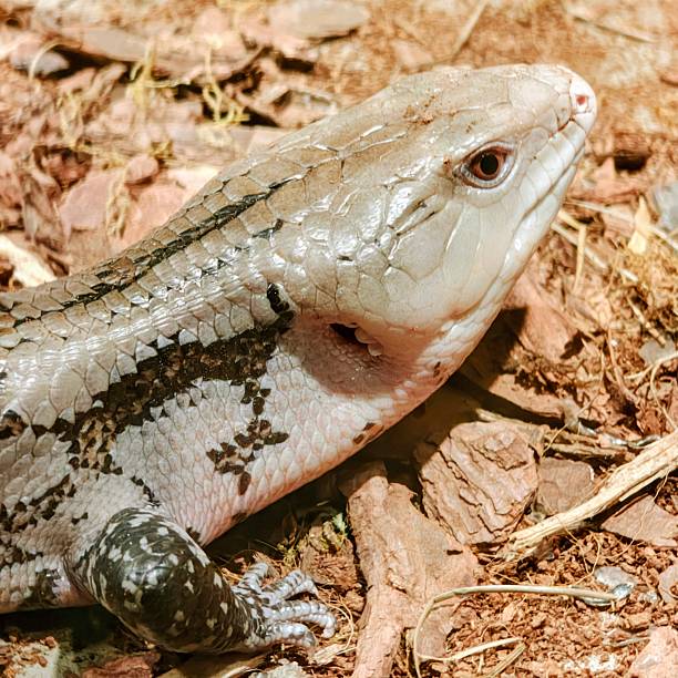istock Pink tongued skink 2246699322