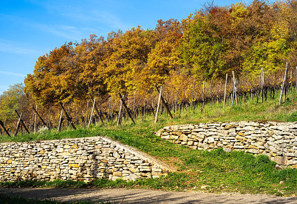 Autumn vineyard in Alsace with colorful foliage and stone walls