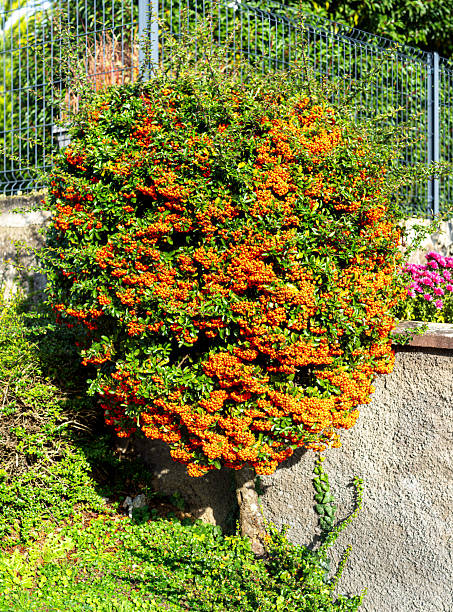 istock Orange Berry Bush in Garden 2246699489