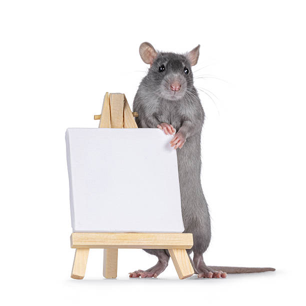 istock Rat with painters easel on white 2246700053