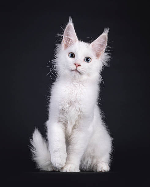 istock Maine Coon cat kitten on black background 2246700105