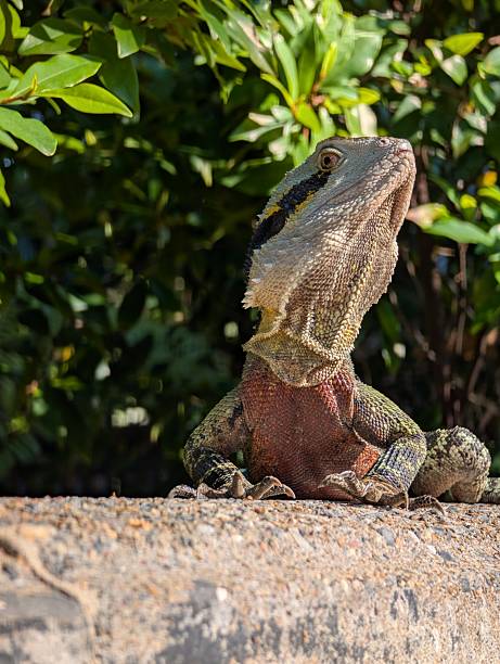 istock Australian water dragon lizard on garden wall 2246700159