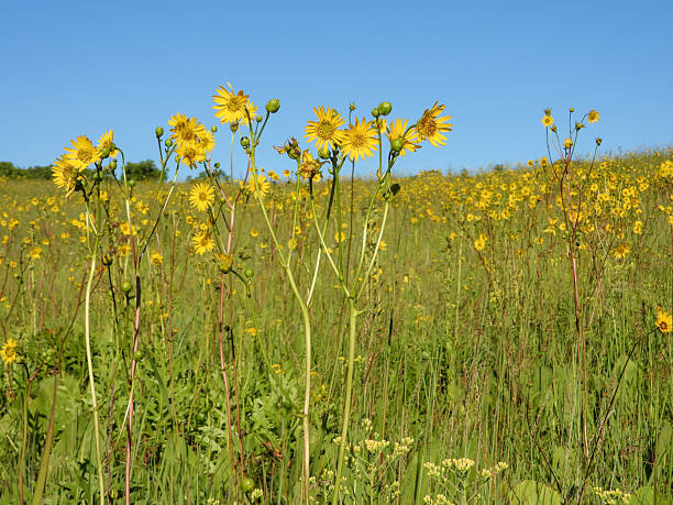 istock Silphium terebinthinaceum — Prairie Dock in a Sunny Midwestern Native Prairie Habitat 2246700253
